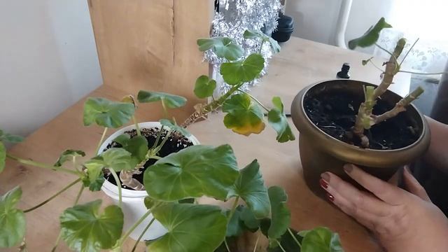 Готовлю герань (пеларгонию) на зимовку смотреть онлайн
