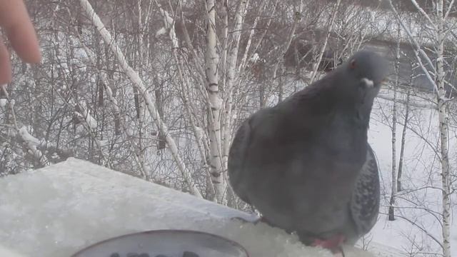 синицы ели семечки спокойно, а прилетели голуби, всё пожрали смотреть онлайн