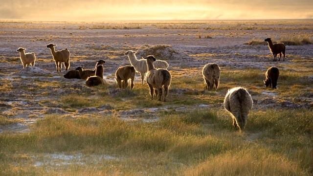 Alpacas, Lamas, Guanacos, Vicunas (HD1080p) смотреть онлайн