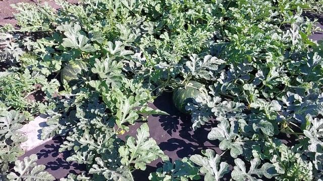 10 августа огородик смотреть онлайн