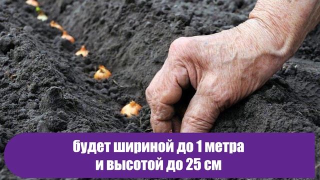 Лучшие дни для посадки озимого чеснока в 2018 году! смотреть онлайн