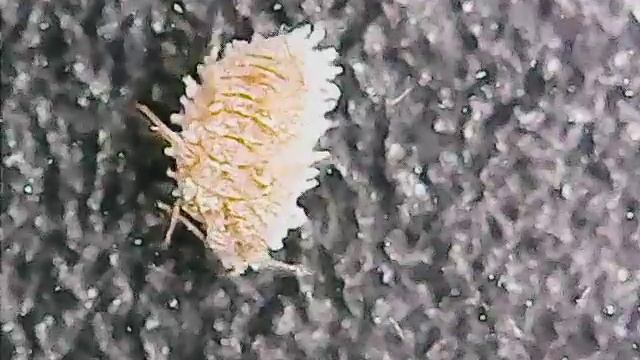 Максидом растения. Мучнистый червец на цветках гардении смотреть онлайн