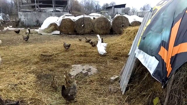 Мини обзор заготовок сена и гарбузов часть 2. смотреть онлайн