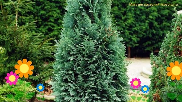 Кипарисовик лавсона Колумнарис. Краткий обзор, описание chamaecyparis lawsoniana Columnaris смотреть онлайн