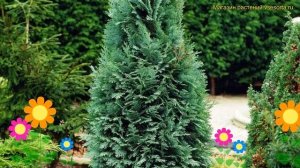 Кипарисовик лавсона Колумнарис. Краткий обзор, описание chamaecyparis lawsoniana Columnaris