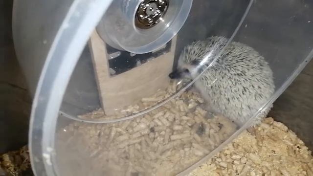 УРА!! ФИОНА ЕСТ СВЕРЧКОВ! смотреть онлайн