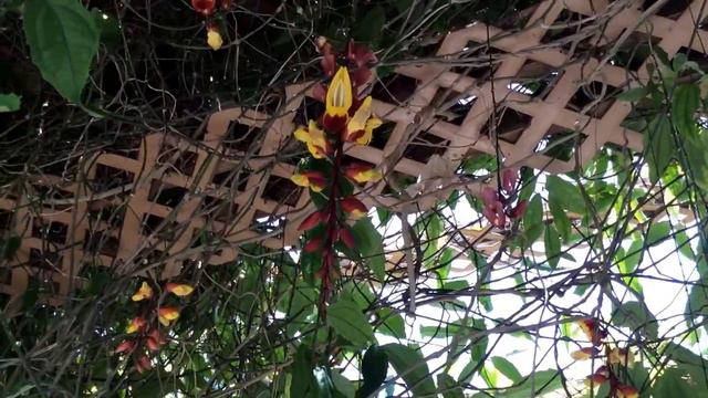 Thunbergia mysorensis (Mysore trumpetvine, Brick & Butter vine, Lady's Slipper vine, Dolls' Shoes) смотреть онлайн