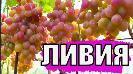 Виноград. Сорт ЛИВИЯ. Полное описание и рекомендации по выращиванию/ Описание сортов винограда смотреть онлайн