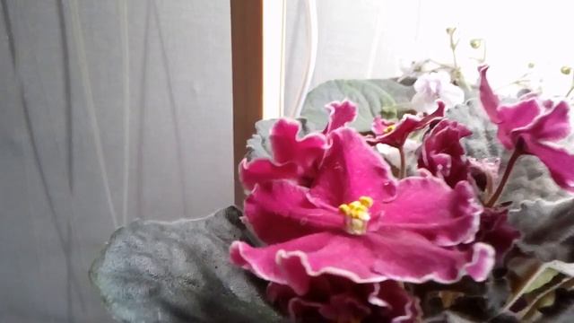 Зимняя вишня смотреть онлайн