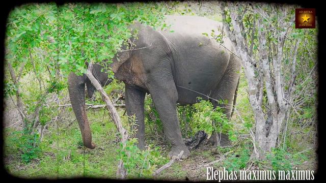 Yala National Park, Sri Lanka, 28 November 2021 | Sri Lanka's most famous national park! смотреть онлайн
