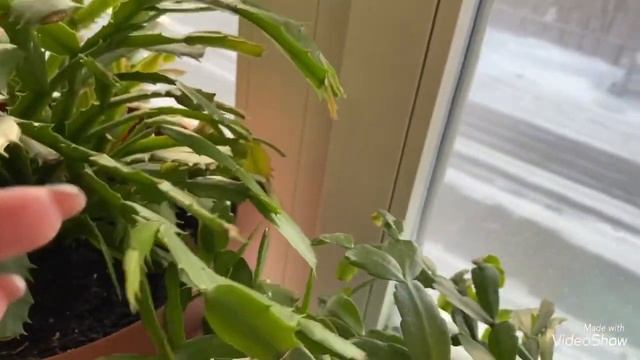 Цветы в мороз смотреть онлайн