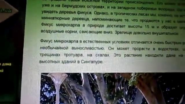 "Фикус Микрокарпа Гинсенг-3. "Женьшень". Советы нашла, нужно срезать мягкий корень" смотреть онлайн