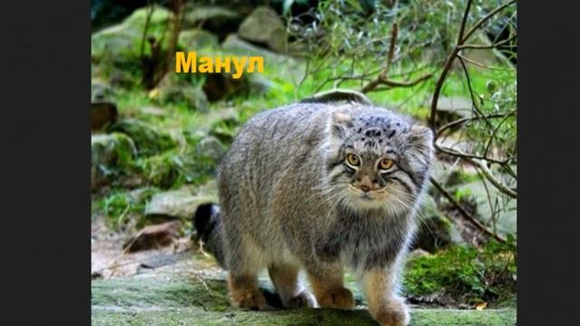 Берегите землю Животные из красной книги смотреть онлайн