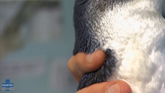 Aussie Animals in Trouble 🇦🇺🐨 | Bondi Vet Compilation | Bondi Vet смотреть онлайн