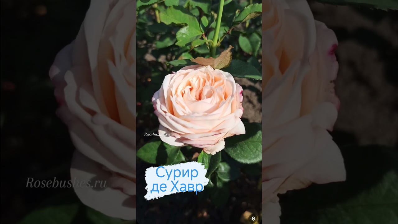 Саженцы роз принимаю заказы rosebushes.ru с ЗКС на лето☀️☀️☀️ их можно сажать в жару смотреть онлайн