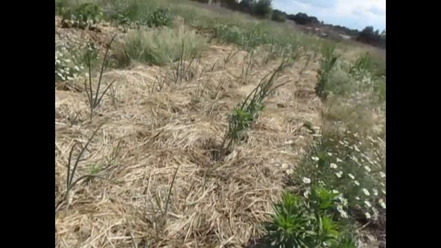 Итоги первого месяца лета огорода на песке смотреть онлайн