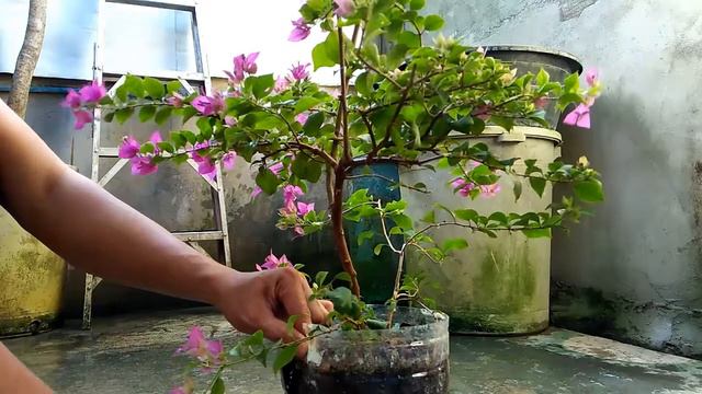 How to repot bougainvillea flower смотреть онлайн
