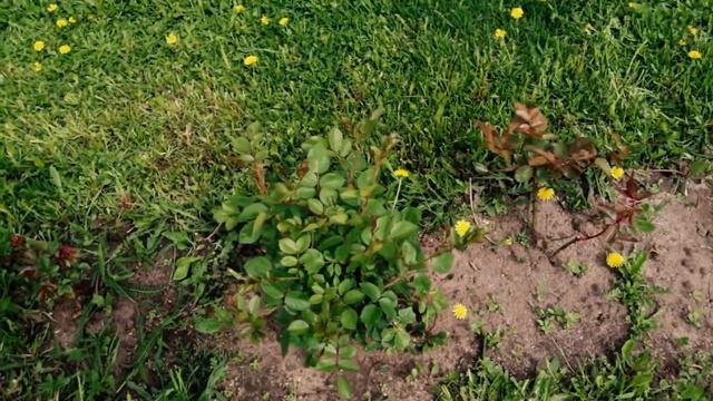 Зимовка канадок и элитных сортов роз Корвиноре и Майрас Пич смотреть онлайн