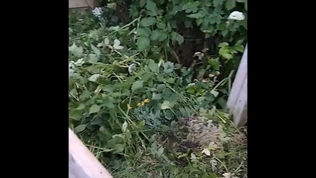 Моя новая дача  Hачaло пути                Pinneberg, Hamburg  06 2021 R