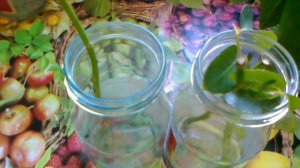 Укоренение черенков роз в воде. Результат.