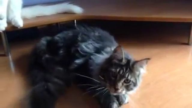 Котенок мейн кун Найти смотреть онлайн