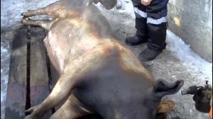 некастрированный кабан на мясо