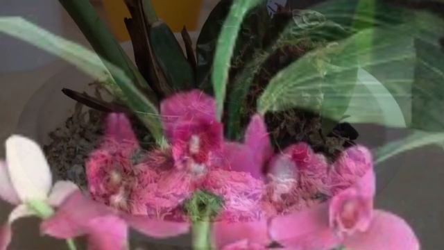 Орхидея Lycaste (ликаста). Нужна ваша помощь! смотреть онлайн