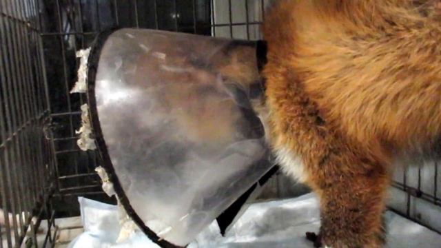 Патрикеевна смотреть онлайн