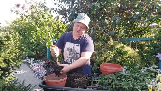 Посадка и уход за хризантемой осенью Почему не зимует?