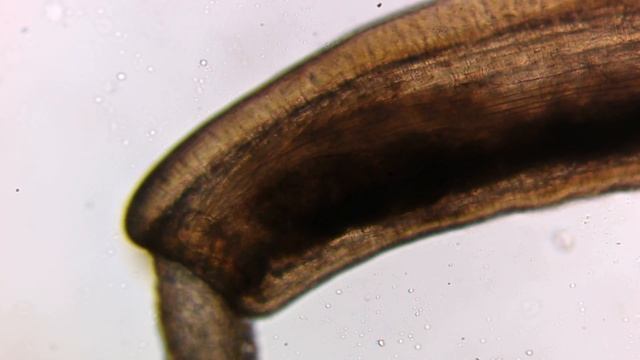 Скребень из кишечника наваги