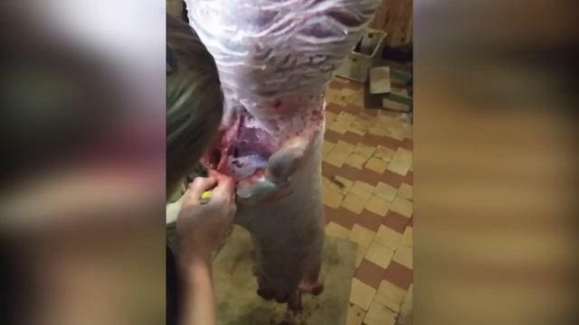 Как снять шкуру с бобра. смотреть онлайн