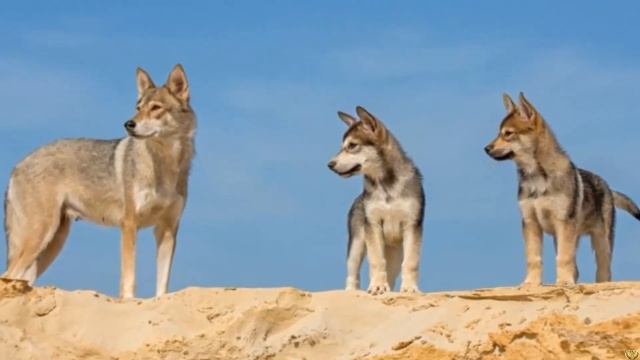 ЭТИХ СОБАК НЕ ОТЛИЧИТЬ ОТ ВОЛКА - КРАСИВЫ И СИЛЬНЫ смотреть онлайн