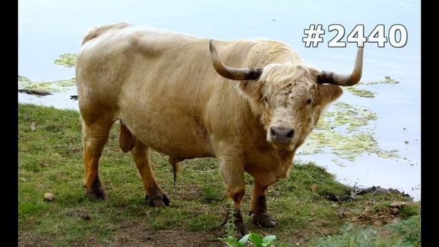 #2440. Коровы и буйволы (В мире животных) смотреть онлайн
