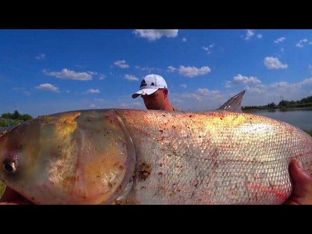 МОНСТРЫ ТОПЯТ ПОПЛАВОК И ЛОМАЮТ ПОДСАК !!! РЫБАЛКА НА ДОНКИ С ПОПЛАВКОМ! смотреть онлайн