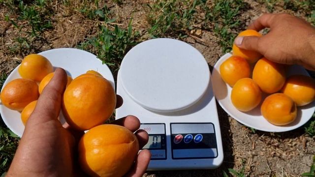 Абрикос Ерлі Ред Оранж (Early Red Orange)