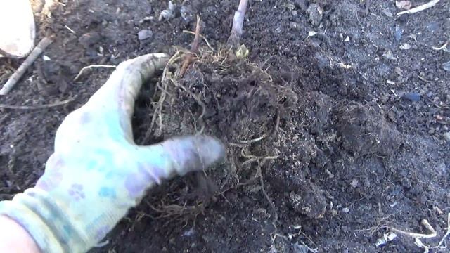 О лилии, зимующей в стакане. смотреть онлайн