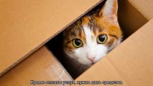 Куда деть котят, если они не нужны и их никто не берет