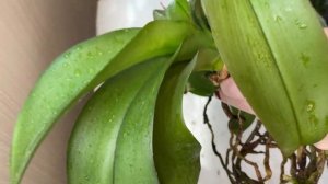 Мучнистая Роса на орхидее. Убираем паразита.