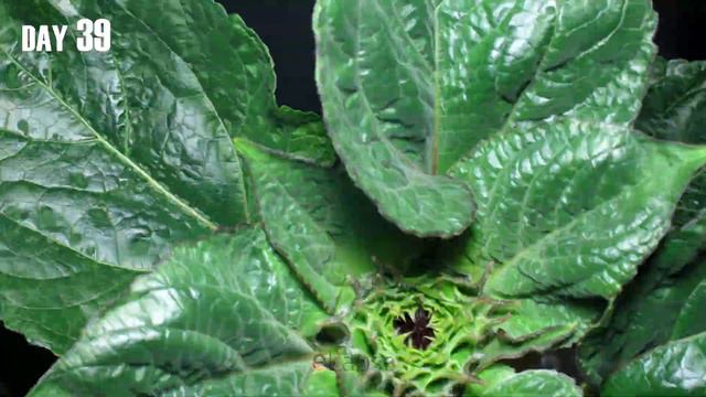 Sunflower Time Lapse - 62 Days Full Growing (Seed to Flower) смотреть онлайн