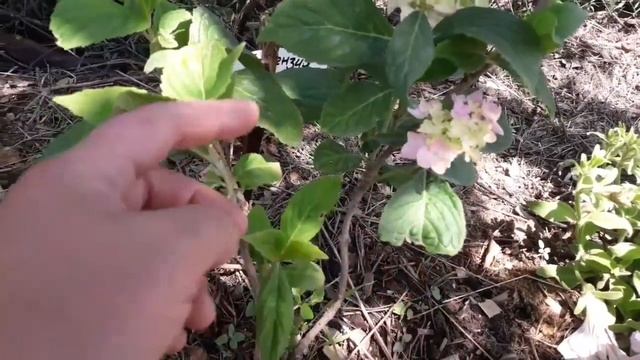 Мои красавицы гортензии! Первый год в саду...Что делать? смотреть онлайн