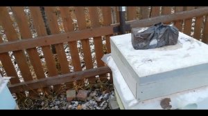 Закрывать сетчатое дно в улье или нет?- Сетчатое дно в улье.