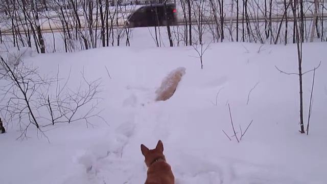 Snow Play. Golden Retriever. Золотистый Ретривер и Снег. смотреть онлайн