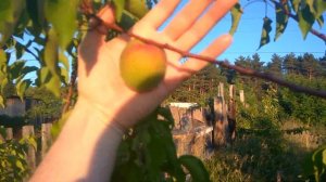 6 июля 2022 - Жердель, Маньчжурский абрикос и клон абрикоса Академик от Железова В.К.