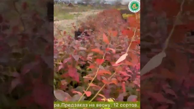 Супер-САЖЕНЦЫ ГОЛУБИКИ ИЗ нашего ПИТОМНИКА смотреть онлайн