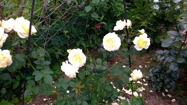 Роза Сирано де Бержерак..(Cyrano de Bergerac) смотреть онлайн