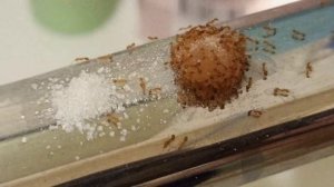 как я избавился от МУРАВЬЁВ в квартире, без всяких ловушек из магазина