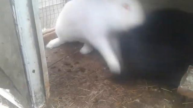 Контрольная случка молодой крольчихи!!! смотреть онлайн