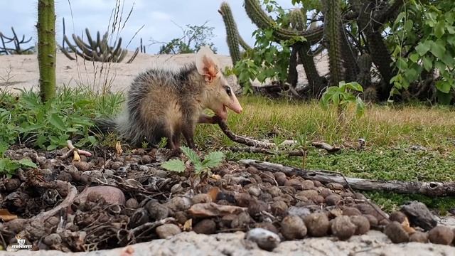 exclusivo gamba e cascavel caçada espetacular смотреть онлайн
