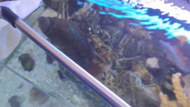 Кормлю слепую рыбу из руки смотреть онлайн