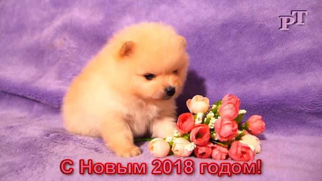 С Новым 2018 годом! смотреть онлайн